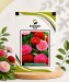 Daisy Bellis Promponette Mix - Image 1